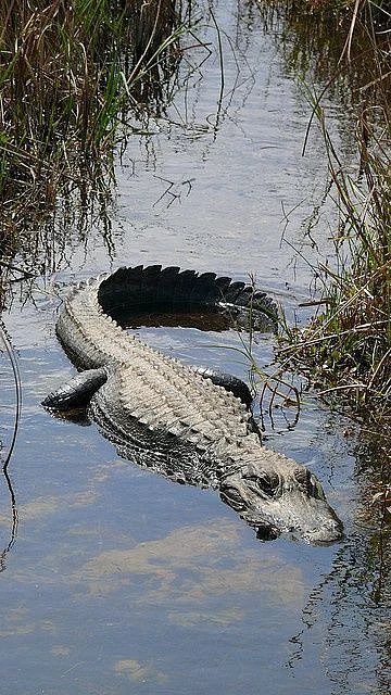 Crocodile in river 4