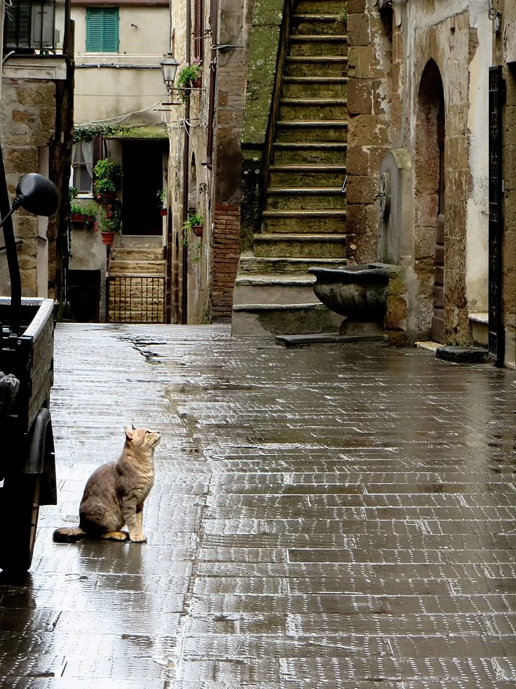 cat crossing road 6
