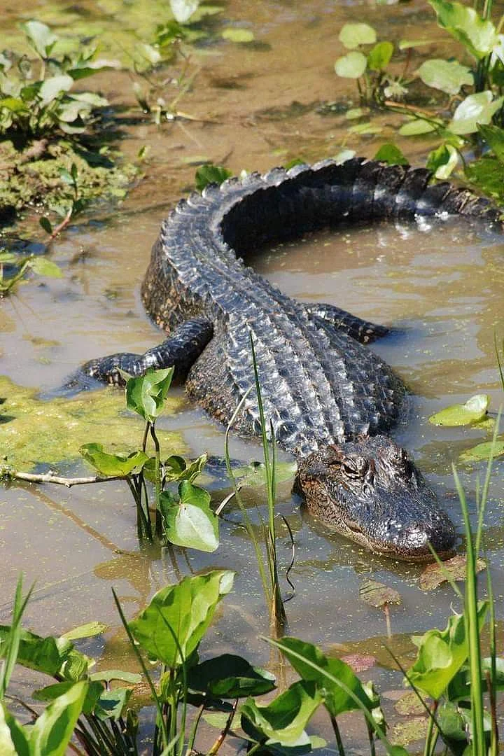 Crocodile in river 3