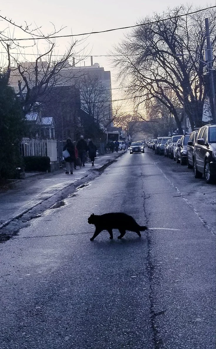 cat crossing road 1