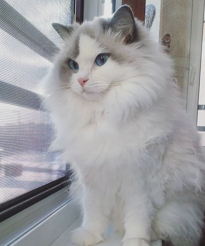 The most beautiful cat in the world coby Most expensive cat in the world Cats are the most beautiful