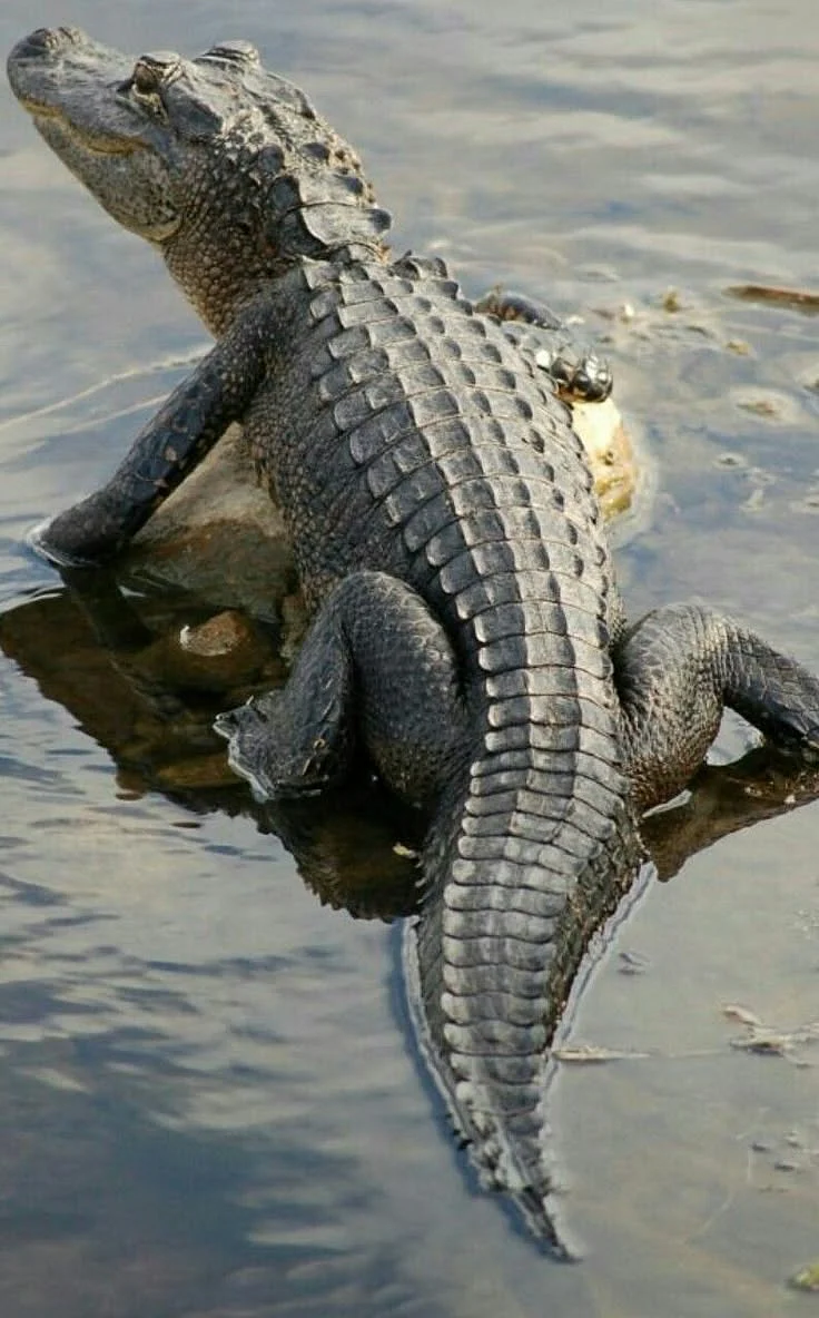 Crocodile in river 8