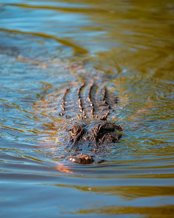 Crocodile in river 6