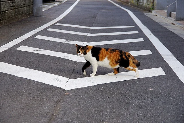 cat crossing road 4