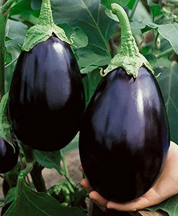 Eggplant Black Beauty Black Beauty Eggplant Solanum melongena Nightshade Organic GMO Free 25 seeds per pack