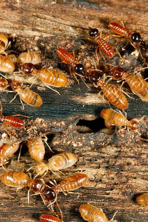 Termite