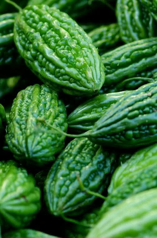 Bitter Gourd 3