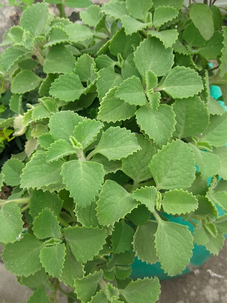 carom plant ajwain