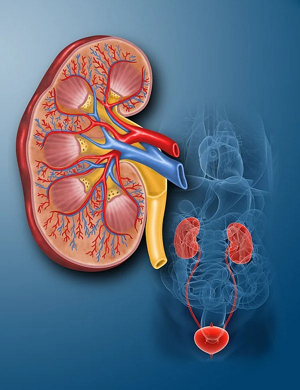 Human Kidney Matt Kuzio