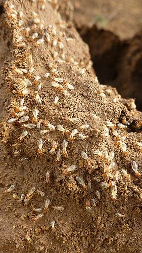 termites 1