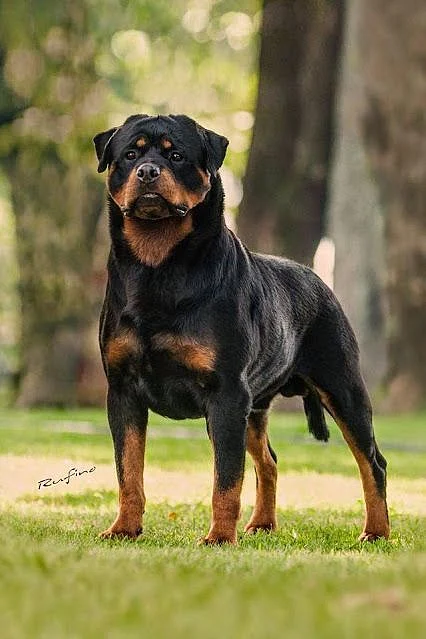 Top 10 Rottweiler Facts You Should Know