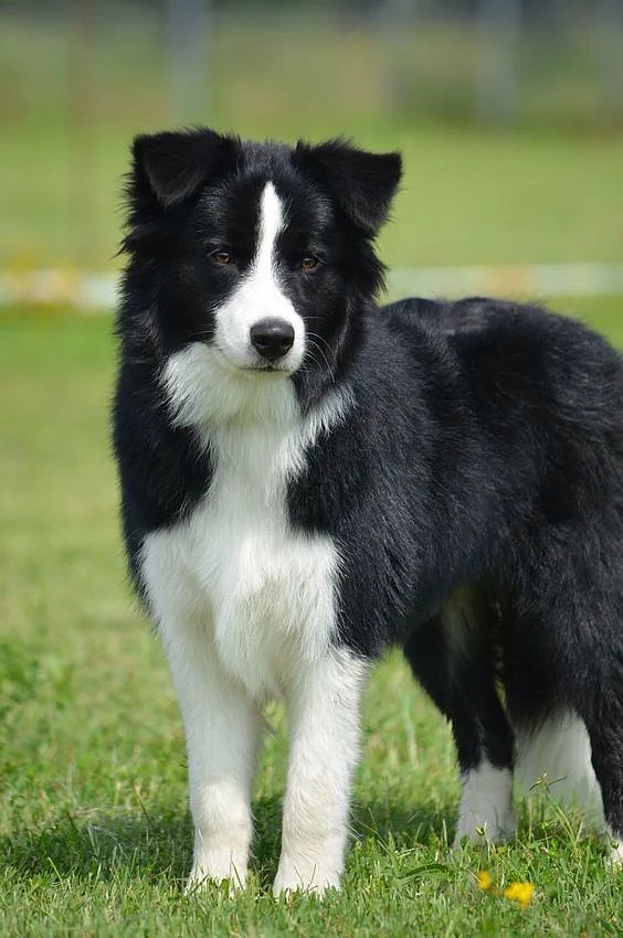 Border Collie 7 months