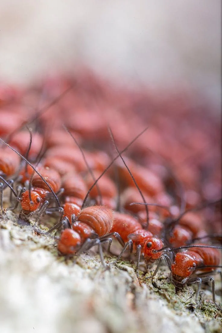 Termite 1