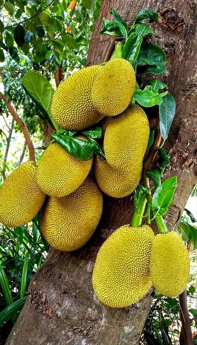Jackfruit 3