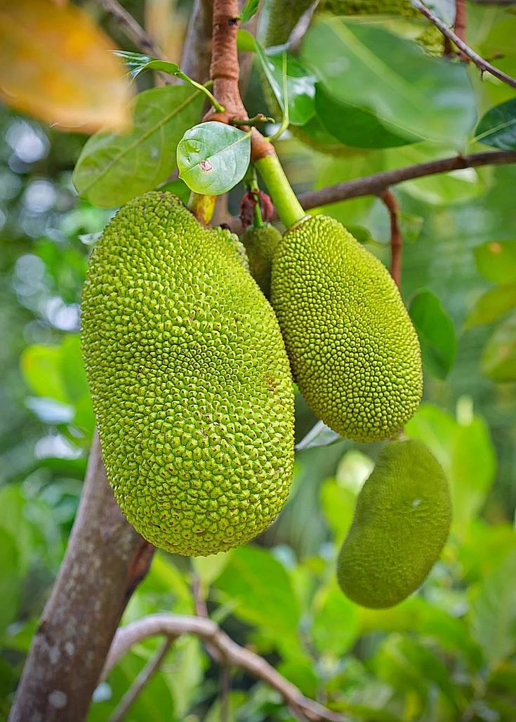 Jackfruit 2