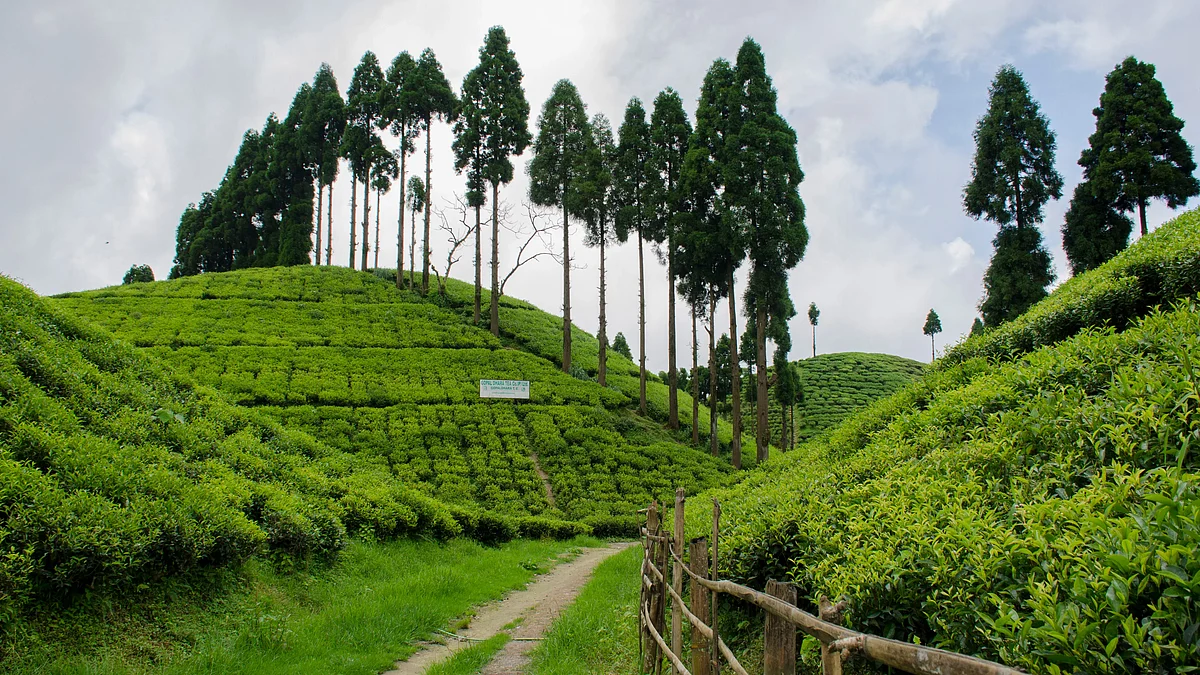 qttjqyezbsenv84vi6wf26i47y12sepoy dhura tea garden siliguri