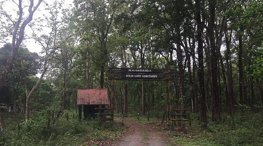 entry to mahananda wildlife