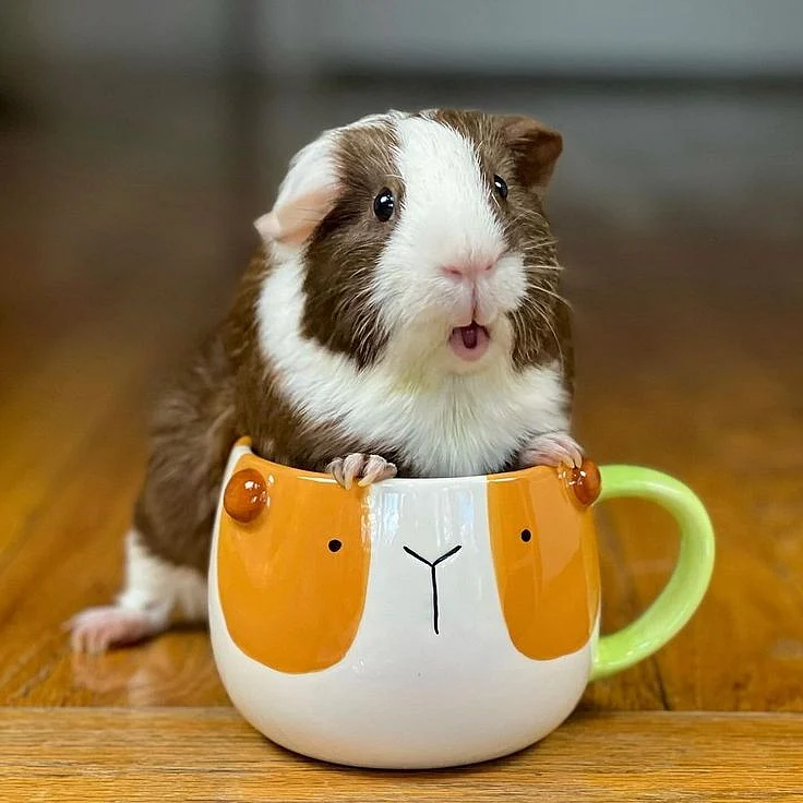 guinea pig