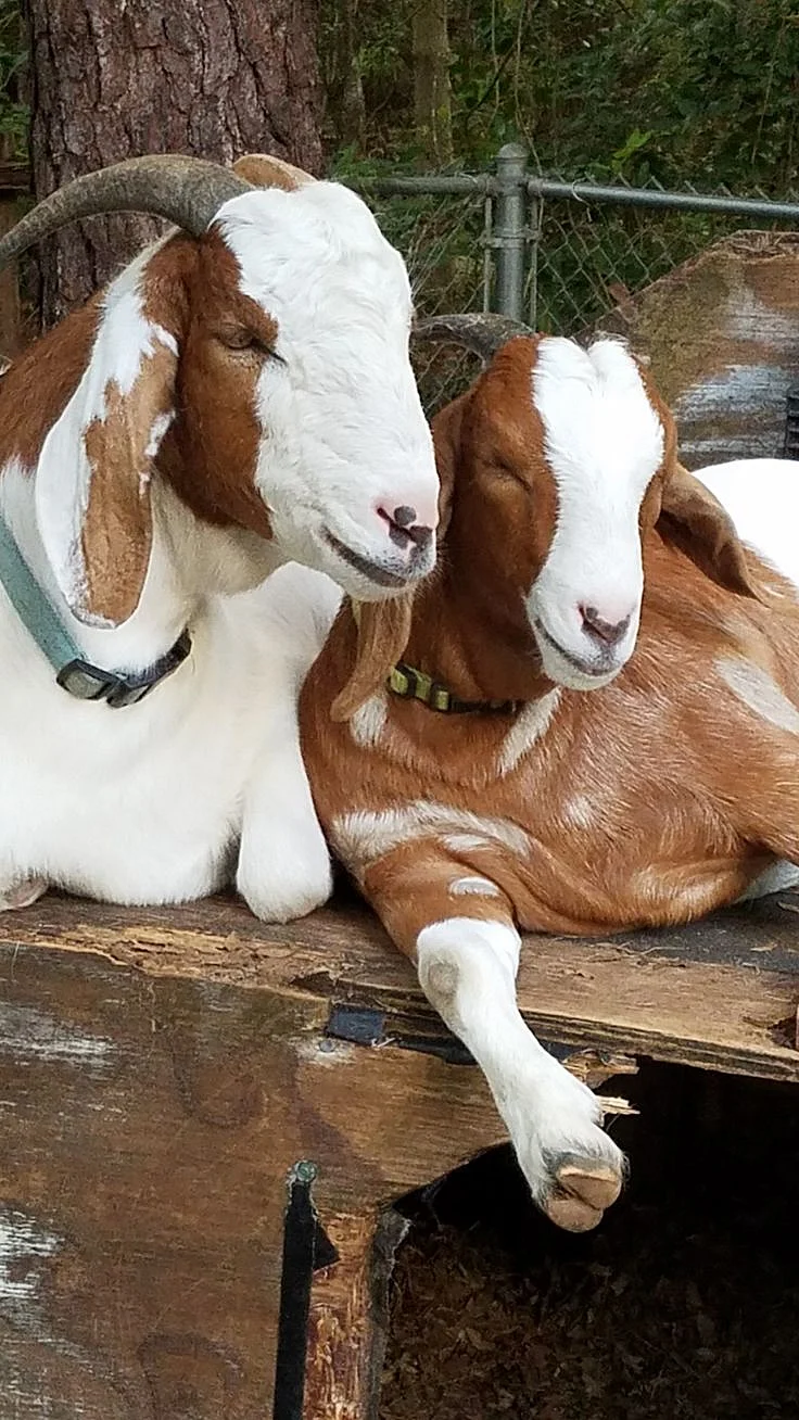 goats