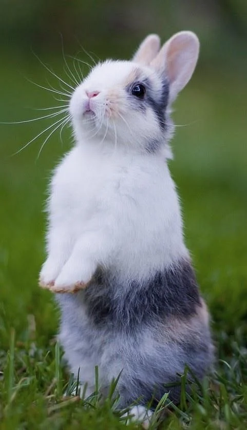 Rabbit