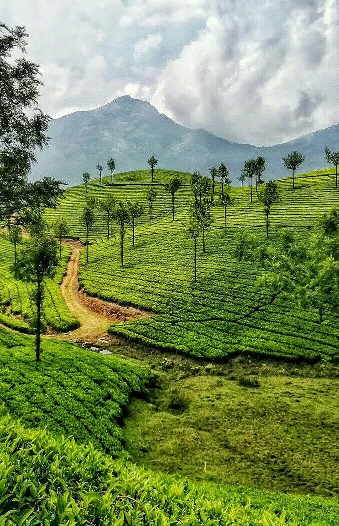 munnar