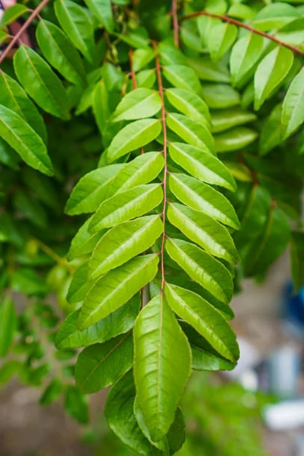 Curry Leaf