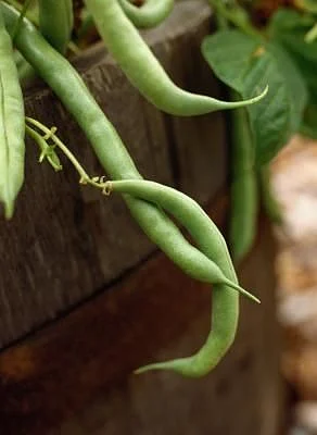 Growing Green Beans in a Container