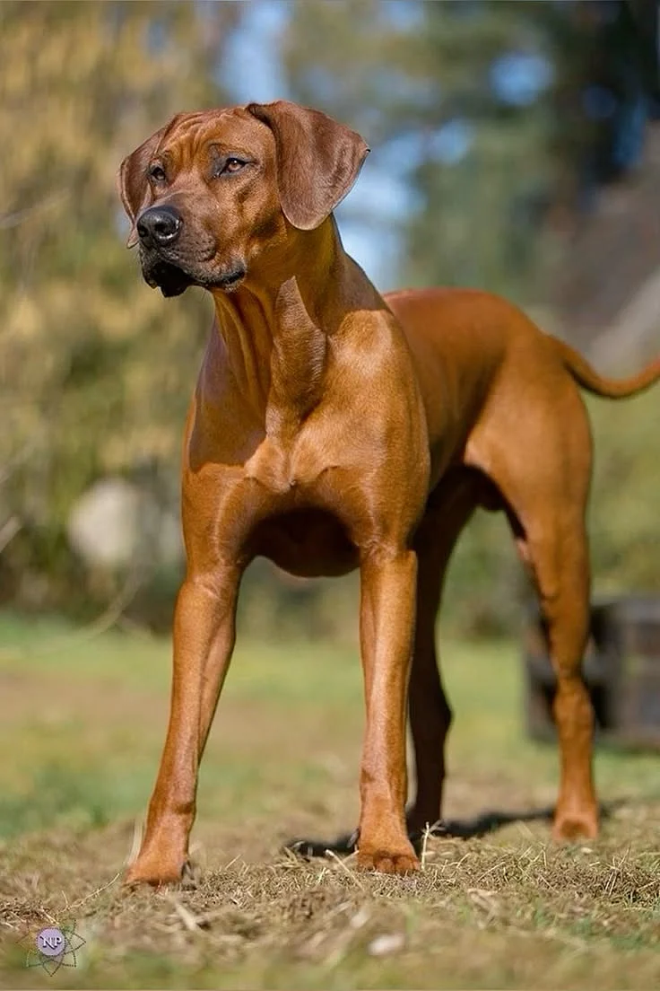 Rhodesian Ridgeback