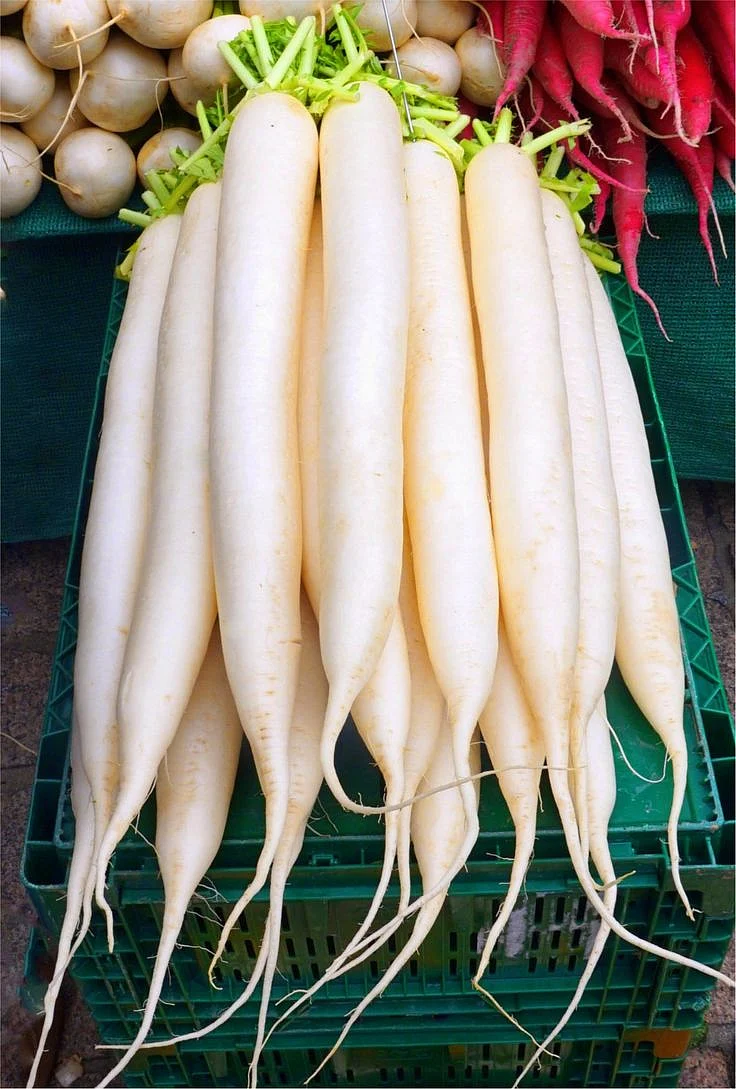 Daikon Radish and its Probiotic Health Benefits