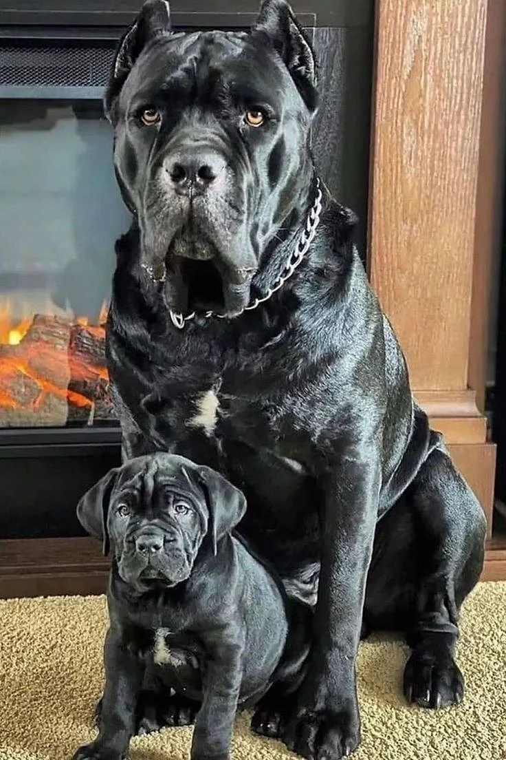 Cane Corso Dog Breed A Perfect Balance of Strength Loyalty