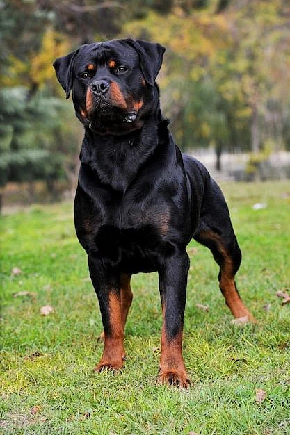 Cão Rottweiler em pé em um campo Foto Premium 1