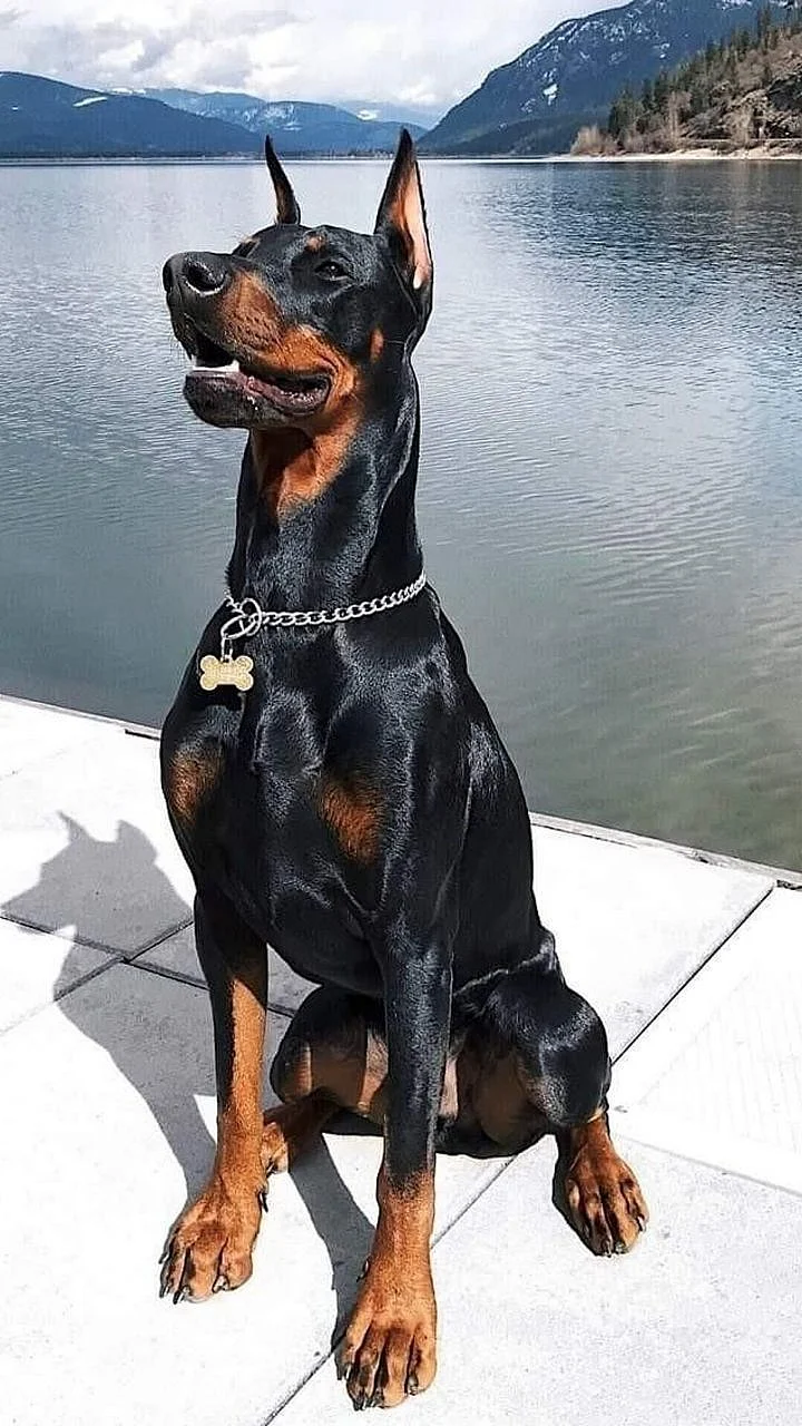 Perro de mí otro mejor amigoDoberman
