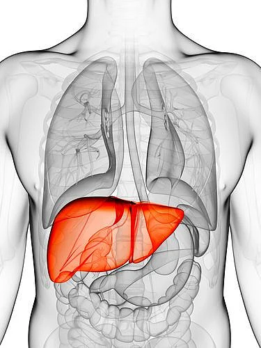 Fatty Liver The Definitive Guide 2018 LiverSupportcom