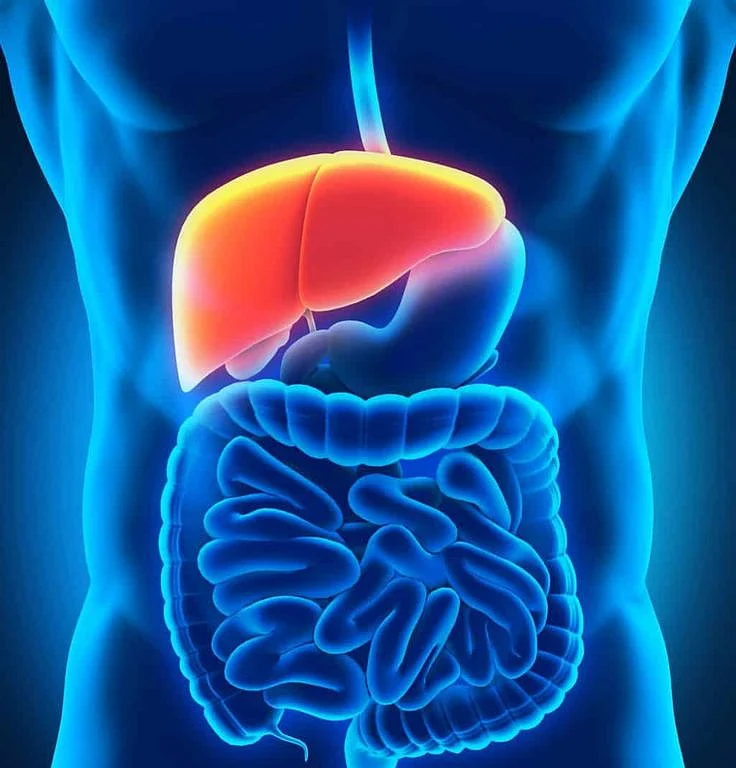 Six Ways You Suck The Life Out Of Your Liver Healing the Body