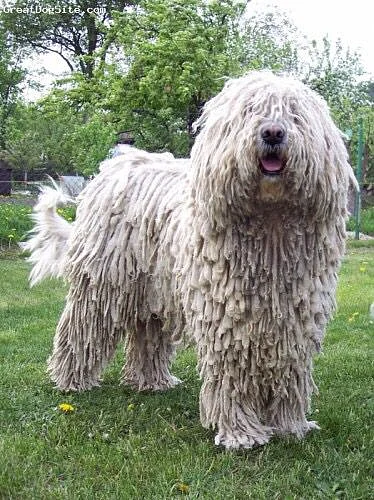 KOMONDOR Dog More