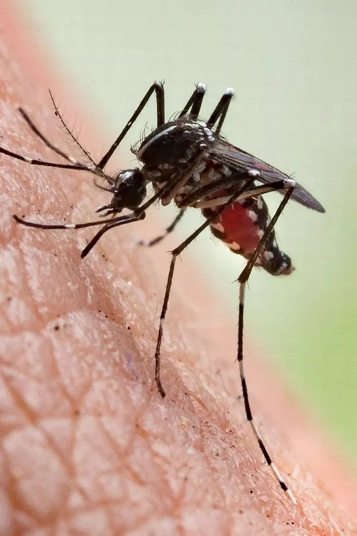 Signs of dengue fever as infections reported across Europe including France Greece and Spain