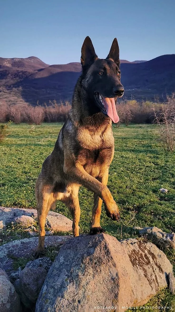 Breed ➡️ BELGIAN MALINOISFrom 🇧🇬 България Петър Котларов🐶 Hades
