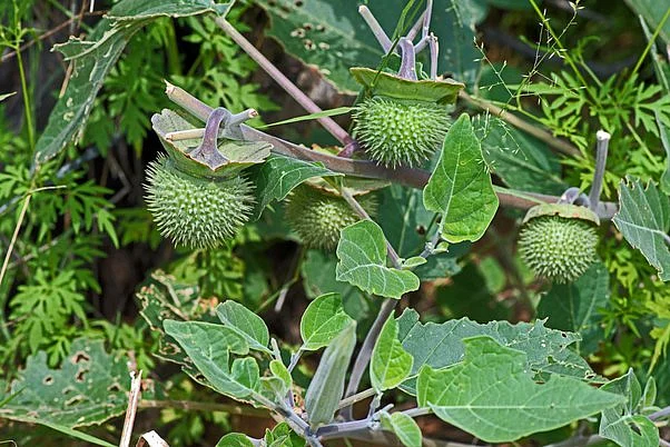 Datura