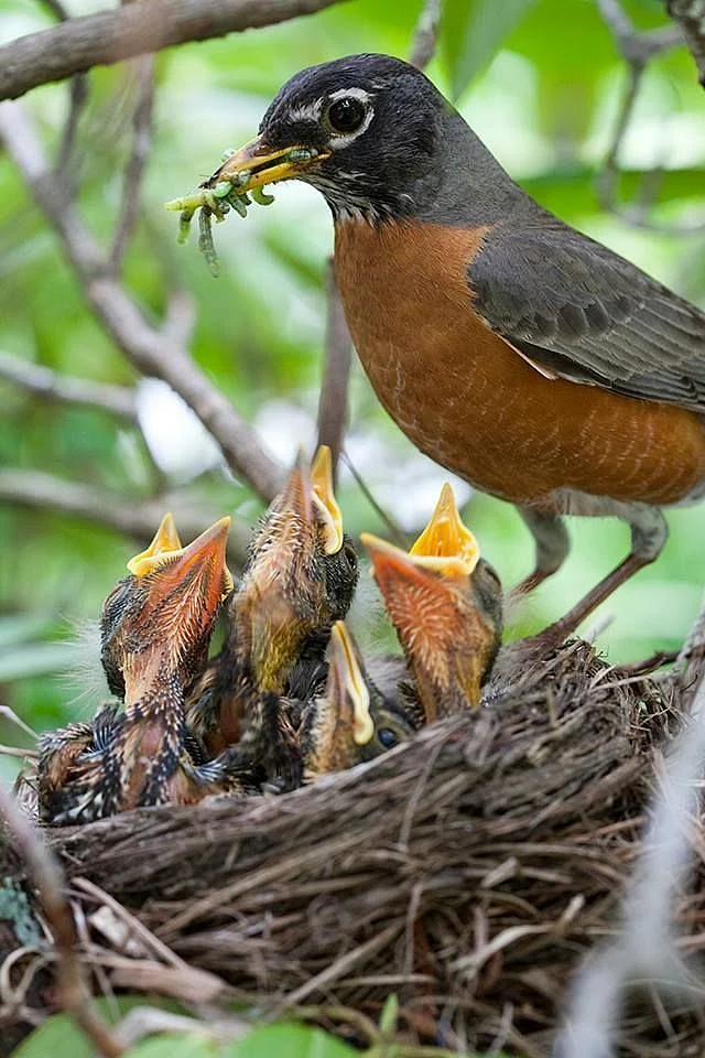 nest
