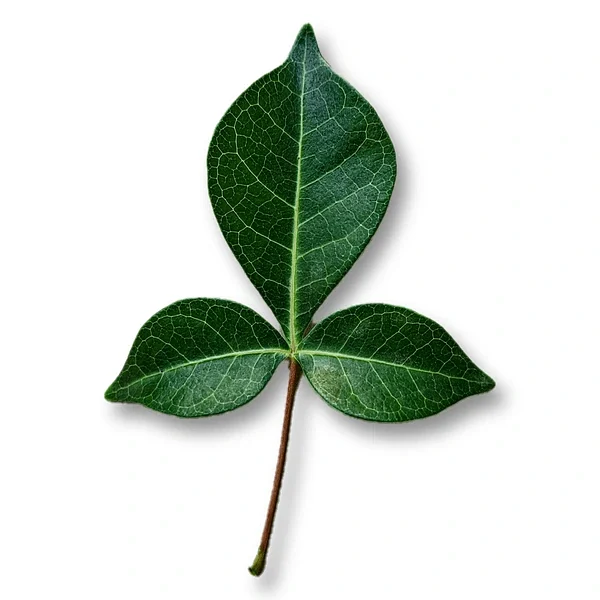 bel patra known bilva leaf 600nw 2480635041
