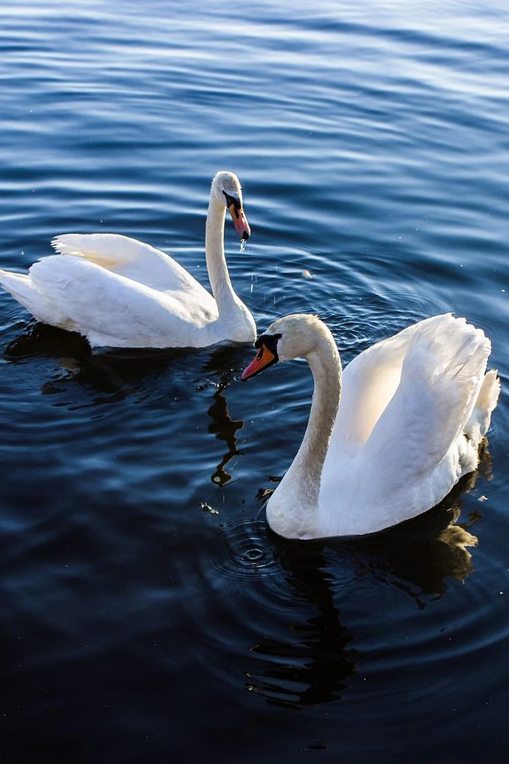 Swan Spirit Animal What Does a Swan Symbolize