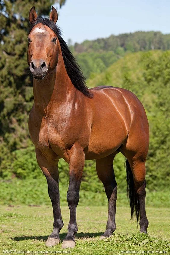 11 Best Horse Breeds For First Time Owners