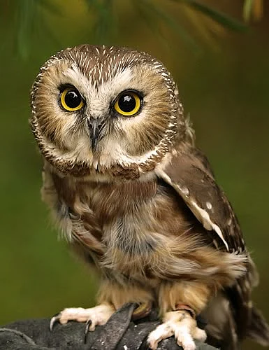 The Sawwhet Owl