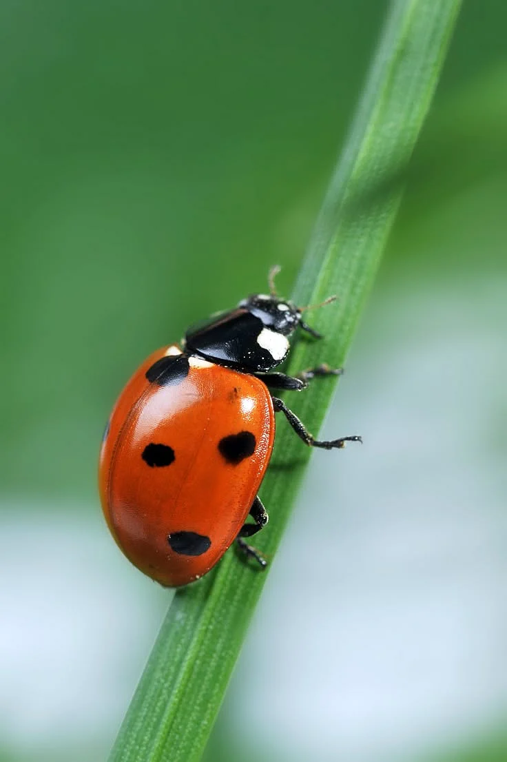 Did You Know That You Are Supposed to Put Live Ladybugs in The Fridge 1