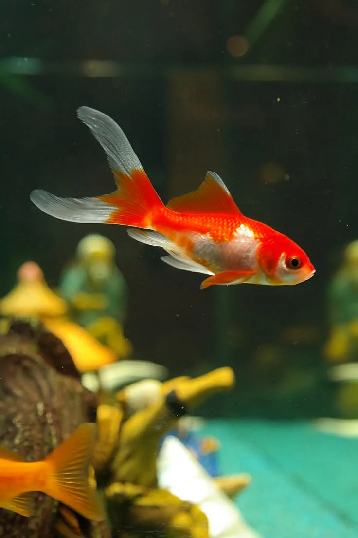 Peixes que não podem viver juntos em um aquário