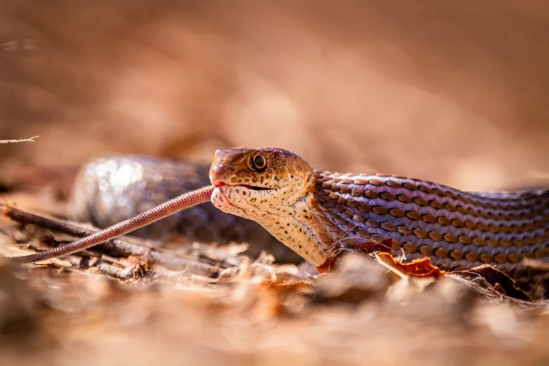 snake 17