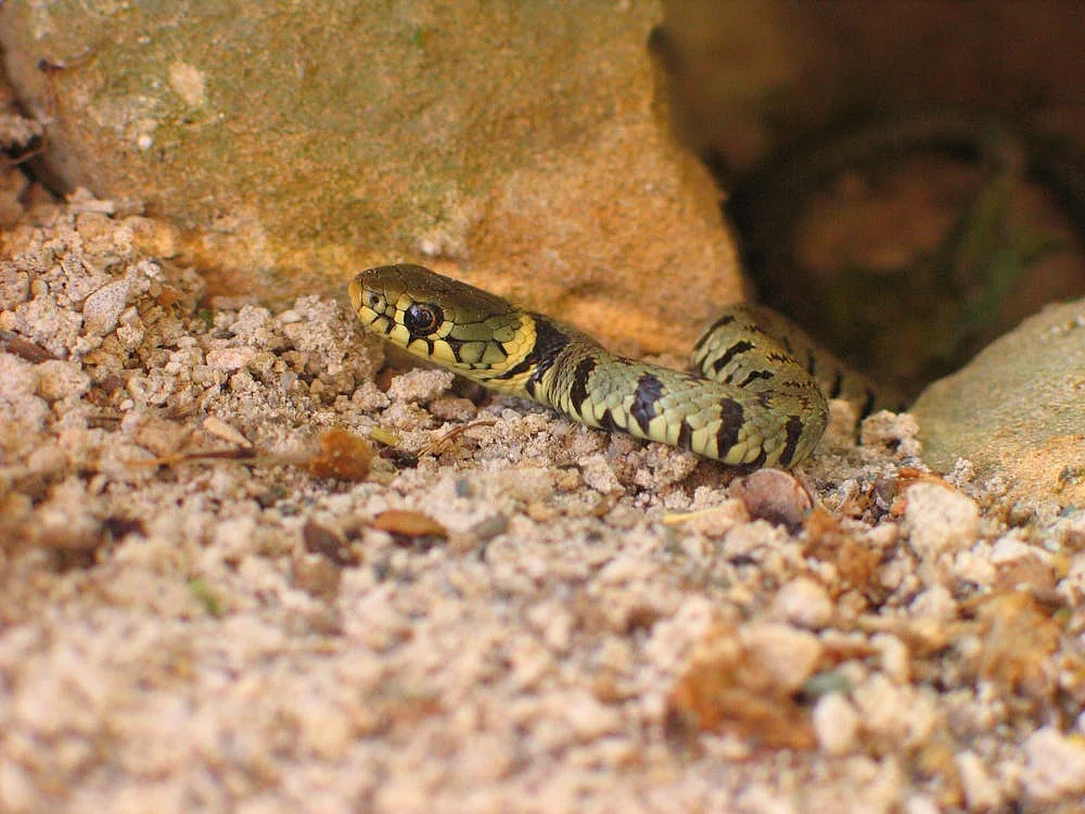 snake16
