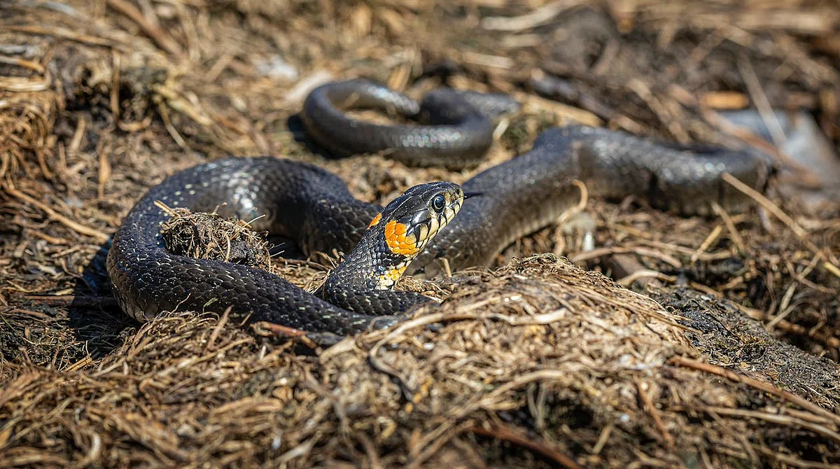 snake 18