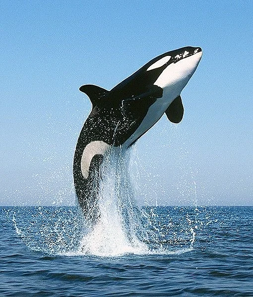 whale 10