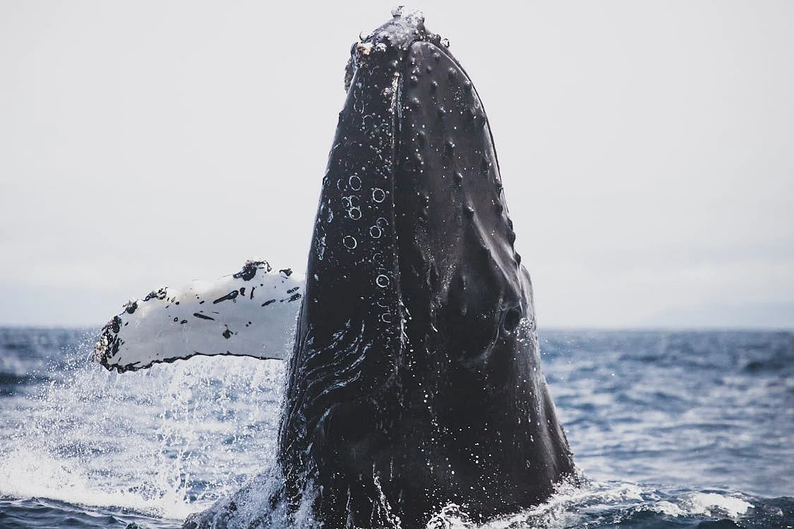 whale 7